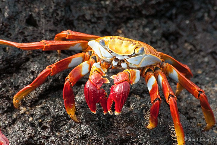 DSC_8231.JPG - Sally Light foot crab