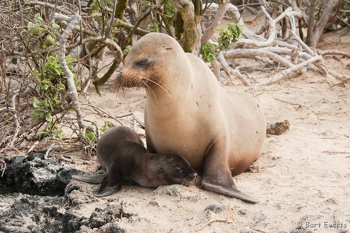 DSC_8274.JPG - Sealion with cub