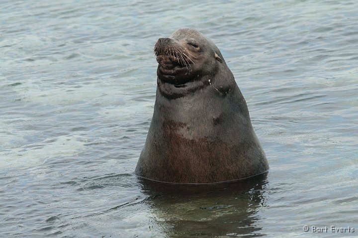 DSC_8292.JPG - male Sea Lion