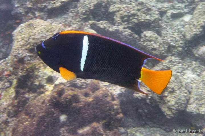 DSC_8334d.jpg - King Angelfish