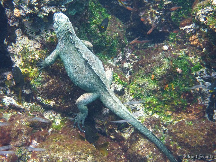 DSC_8334f.jpg - Marine Iguana feeding underwater