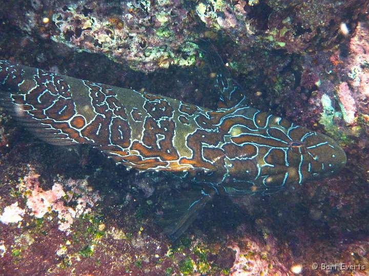 DSC_8334i.jpg - Giant Hawkfish