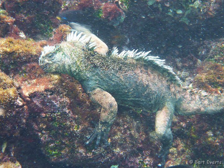 DSC_8334k.jpg - Marine Iguana feeding underwater