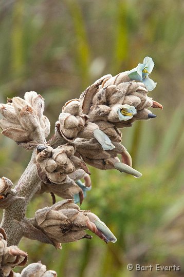 eDSC_0377.JPG - Greenish colored flowers