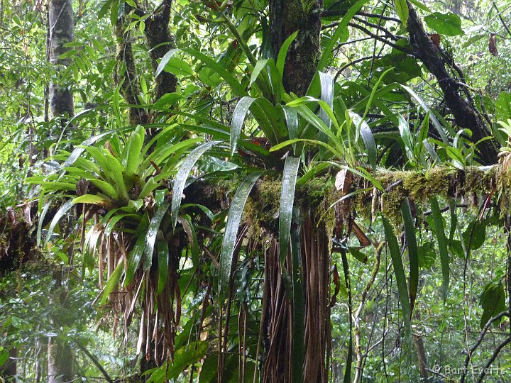 DSC_9571i.jpg - High section of the park: lots of epiphytes