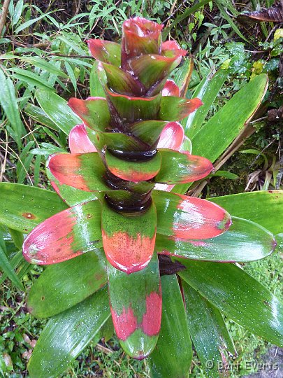 DSC_9571j.jpg - and bromelias