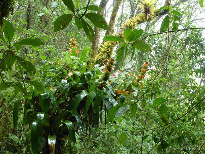 DSC_9571k.jpg - more bromelias