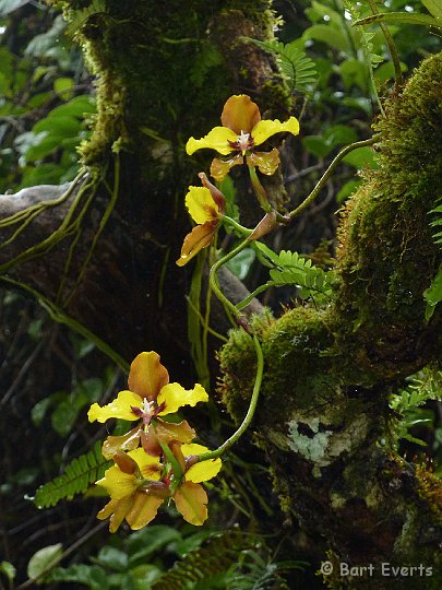 DSC_9571p.jpg - beautiful orchid
