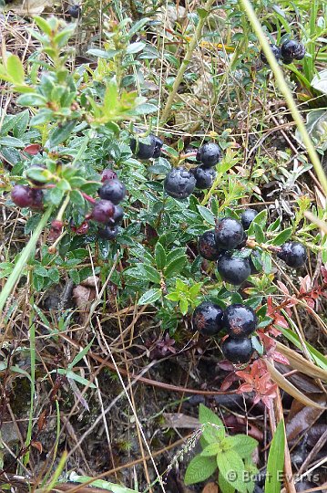 DSC_9571u.jpg - berries