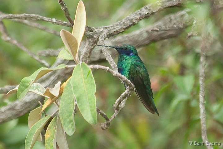 DSC_9601.JPG - sparkling violetear