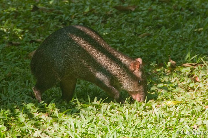 DSC_9642.JPG - Black Agouti