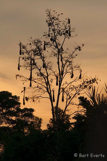 DSC_9662.JPG - Oropendola nests