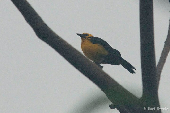 DSC_9688.JPG - Oriole blackbird