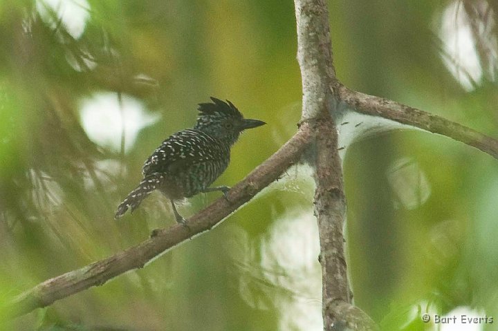 DSC_9692.JPG - Barred Antshrike