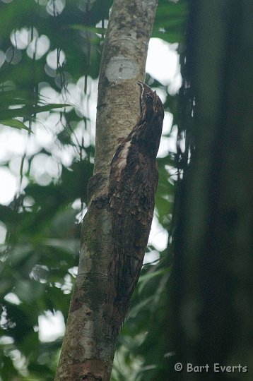 DSC_9706.JPG - the extremely rare and difficult to see longtailed-pottoo