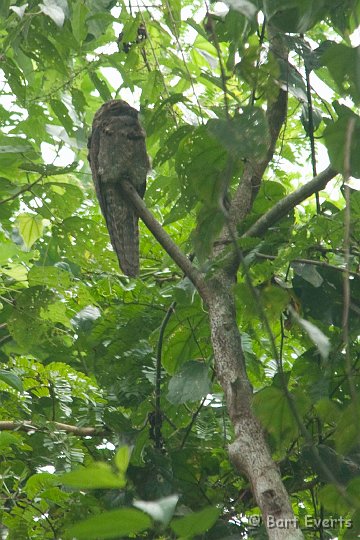 DSC_9724.JPG - Common Pottoo