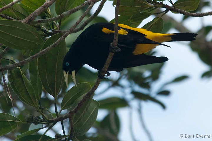 DSC_9735.JPG - Yellow-rumped cacique