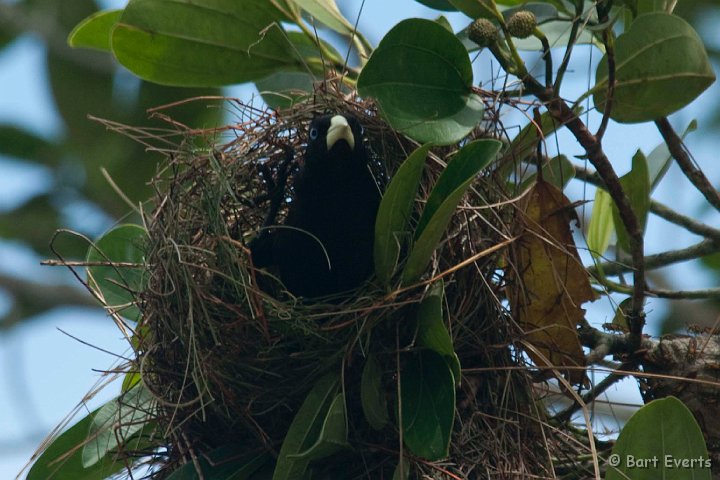 DSC_9737.JPG - nesting yellow-rumped cacique