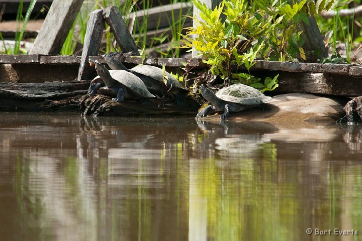 DSC_9754.JPG - Yellow-spotted Amazon River Turtle
