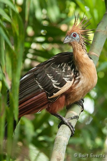 DSC_9763.JPG - Hoatzin