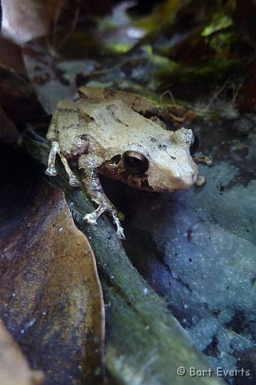 DSC_9773a.jpg - Frog