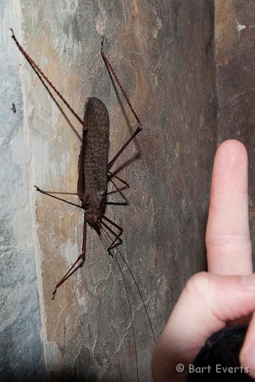 DSC_9777.JPG - big grasshopper
