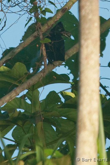 DSC_9807.JPG - Amazonian Umbrellabird