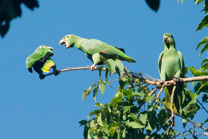 DSC_9836.JPG - Mealy Parrots
