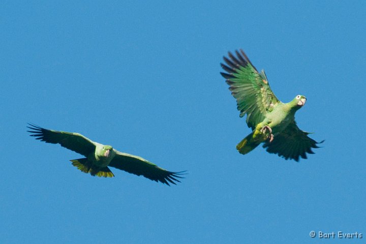 DSC_9844.JPG - Mealy Parrots