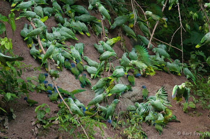 DSC_9946.JPG - Claylick with blue-headed parrots, Mealy parrots and Yellow-crowned parrots