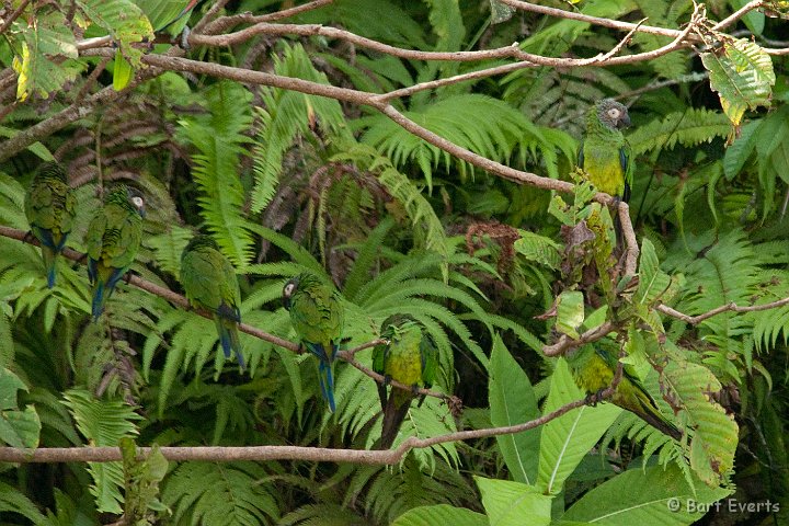 DSC_9968.JPG - Dusky-headed parakeets