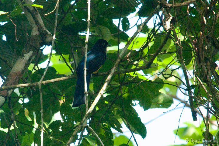 DSC_9977.JPG - White-Tailed Trogon