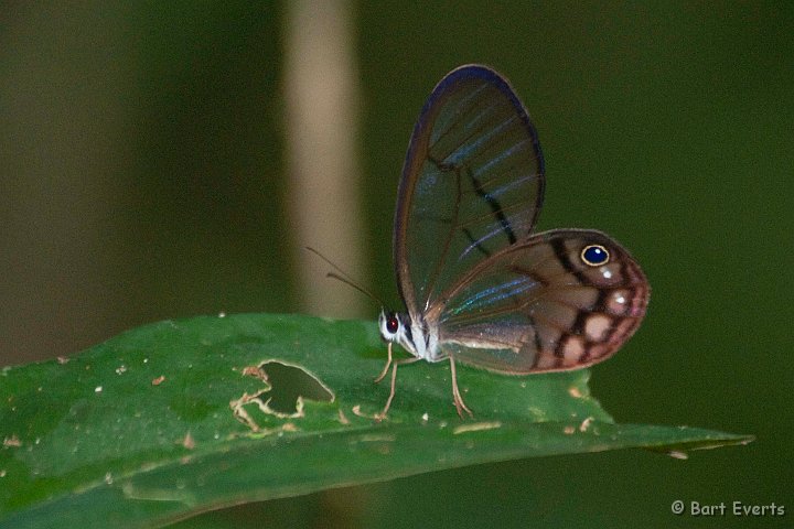 DSC_9987.JPG - Cytharias pyropina