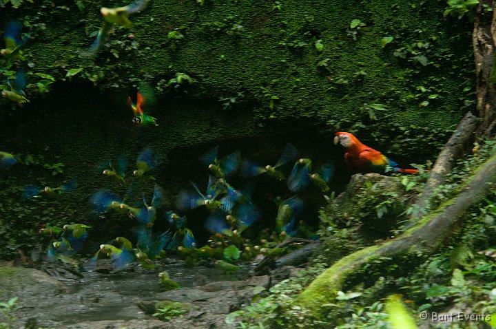 eDSC_0036.JPG - Scarlet-Macaw scaring off the parakeets