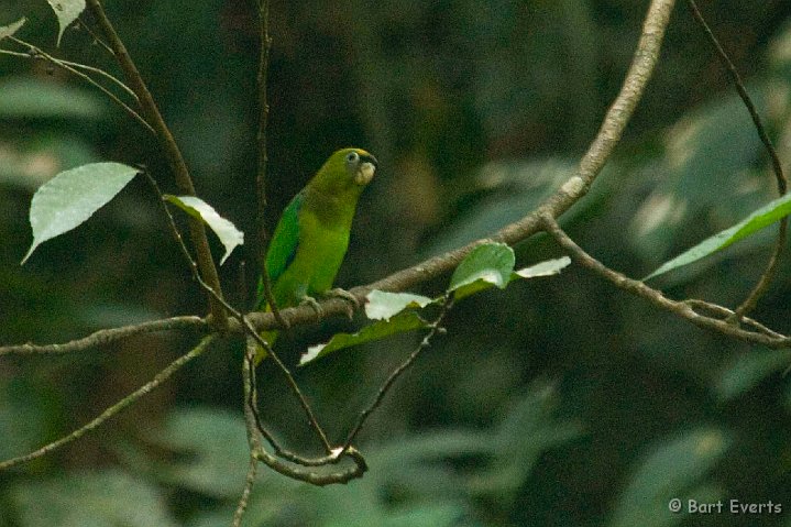 eDSC_0066.JPG - rare Scarlet-shouldered parrotlet