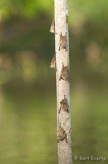 eDSC_0115.JPG - Little Bats