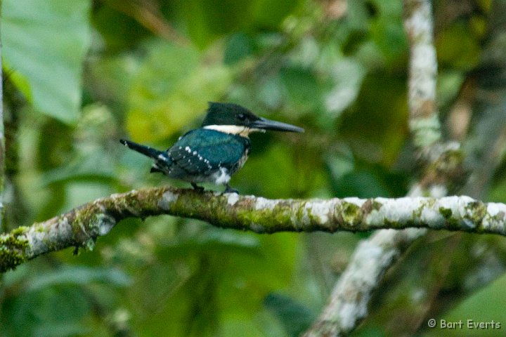 eDSC_0143.JPG - Green Kingfisher