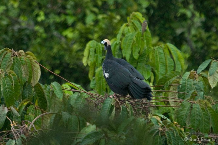 eDSC_0168.JPG - Blue-Throated piping Guan