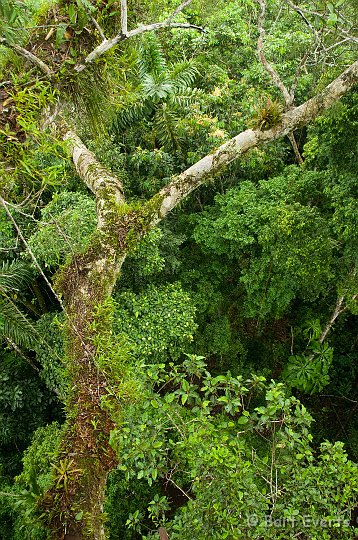 eDSC_0169.JPG - Vegetation from above