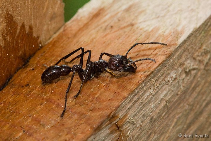 eDSC_0174.JPG - Bullet-ant