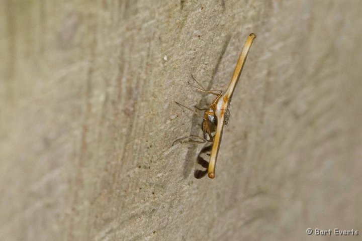 eDSC_0186.JPG - Veeery strange hammerhead-fly