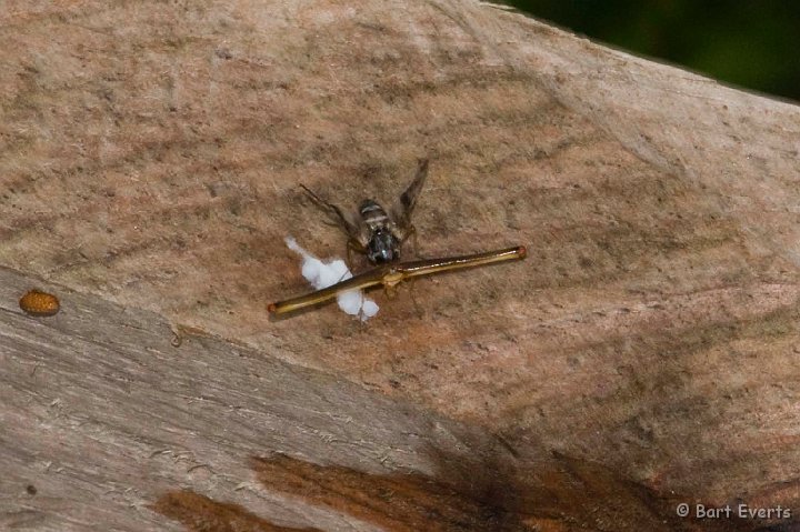 eDSC_0187.JPG - Veeery strange hammerhead-fly