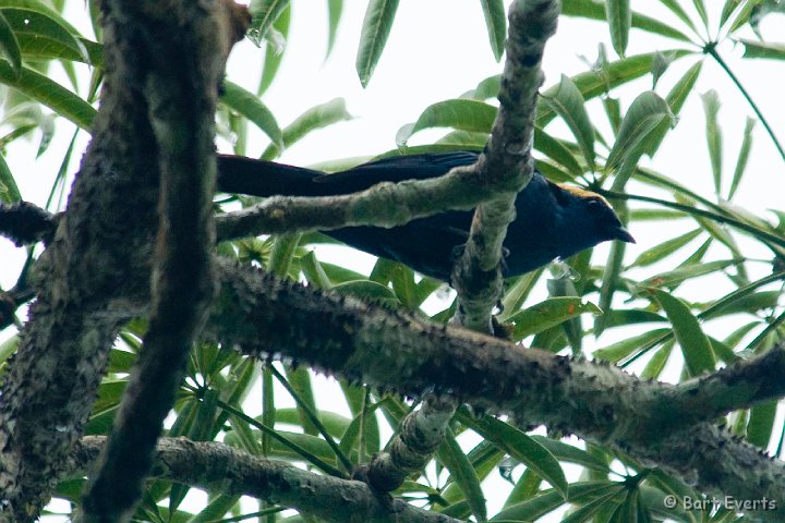 eDSC_0205.JPG - Opal-crowned Tanager