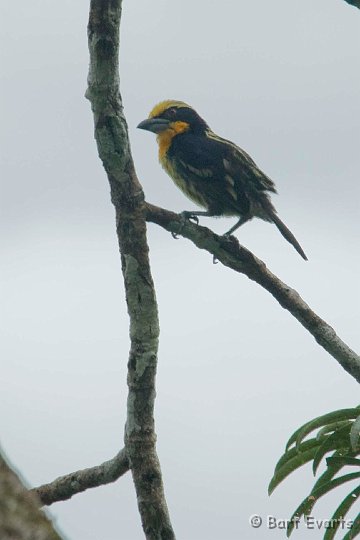 eDSC_0215.JPG - Black-spotted Barbet