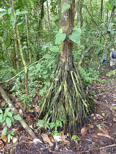 eDSC_0224a.jpg - Tree with many roots