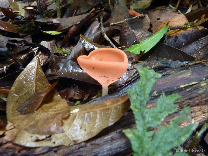 eDSC_0224e.jpg - nice fungus