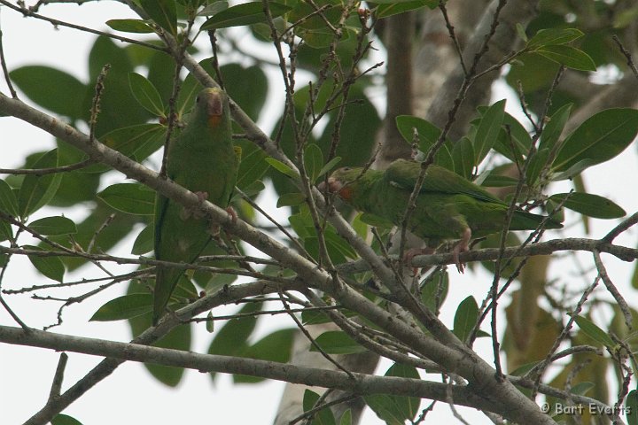 eDSC_0253.JPG - Kobalt-winged parrotlets