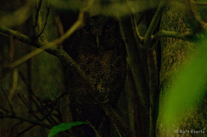 eDSC_0256.JPG - Amazonion Screech Owl