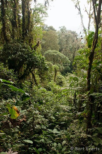 DSC_7841.JPG - Underway to the Cloudforest lodge Santa Lucia