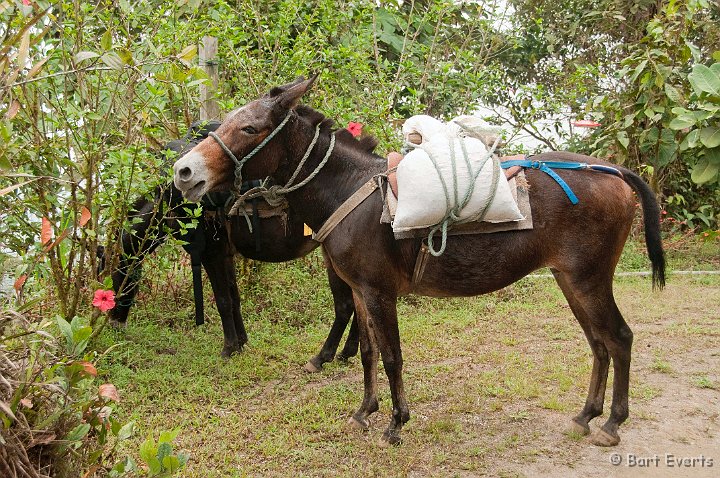 DSC_7845.JPG - Mules helping us carrying our luggage to the lodge at 2200m altitude